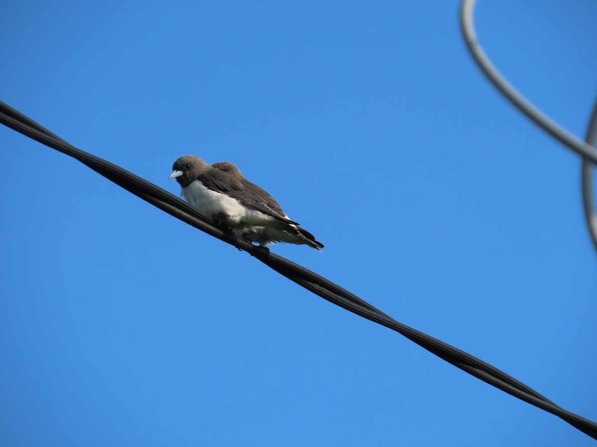 White-breasted Woodswallow - ML299736351