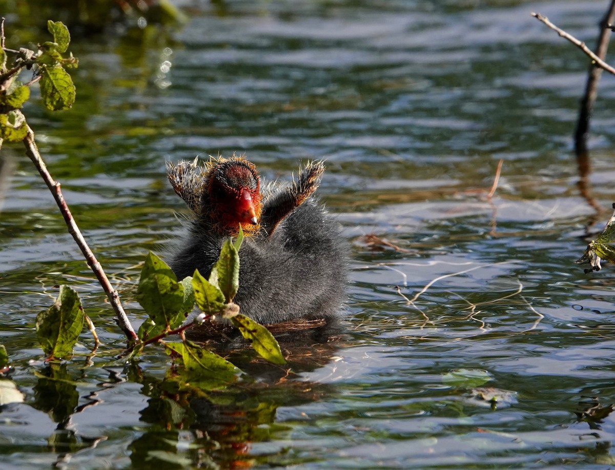 Eurasian Coot - ML299738401