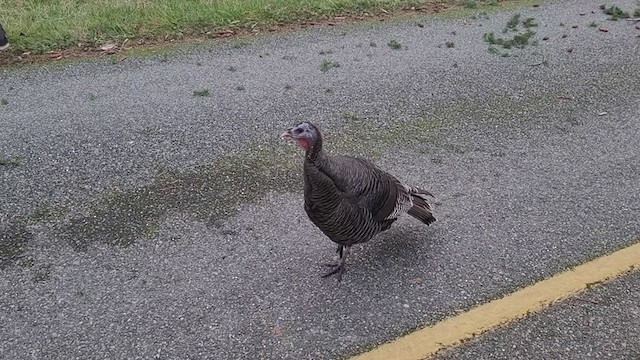 Wild Turkey - ML299740201