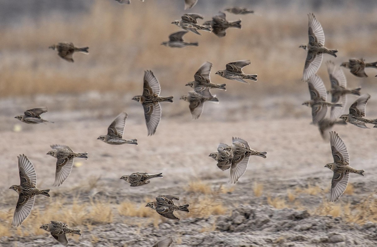 Lapland Longspur - ML299741351