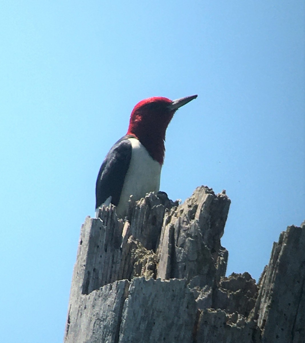Red-headed Woodpecker - ML299743211