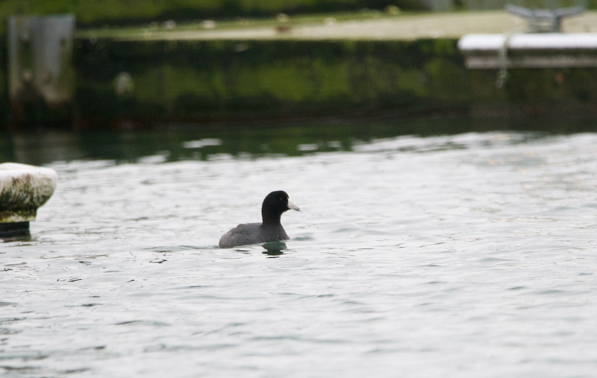 American Coot - ML299743341