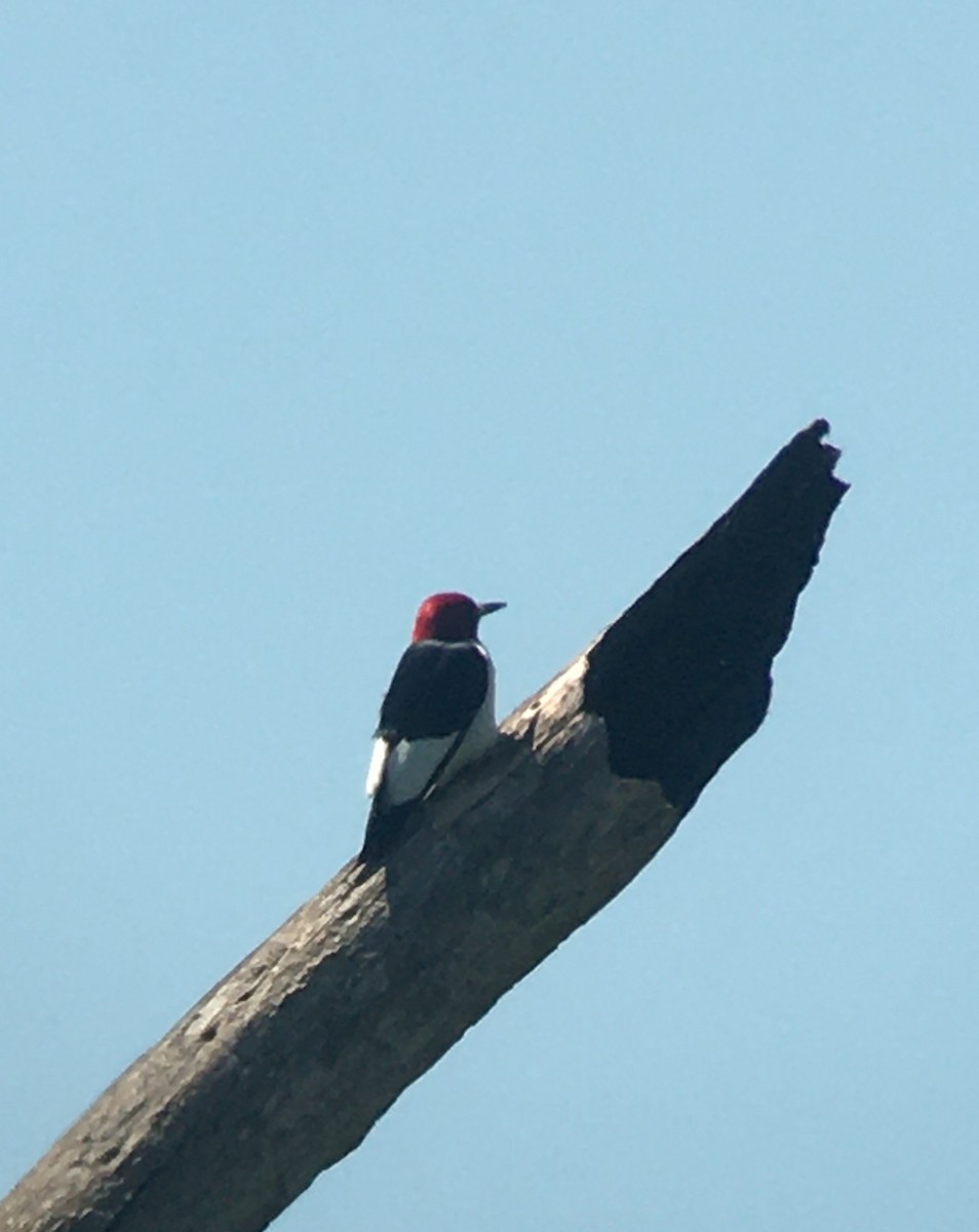 Red-headed Woodpecker - ML299743511