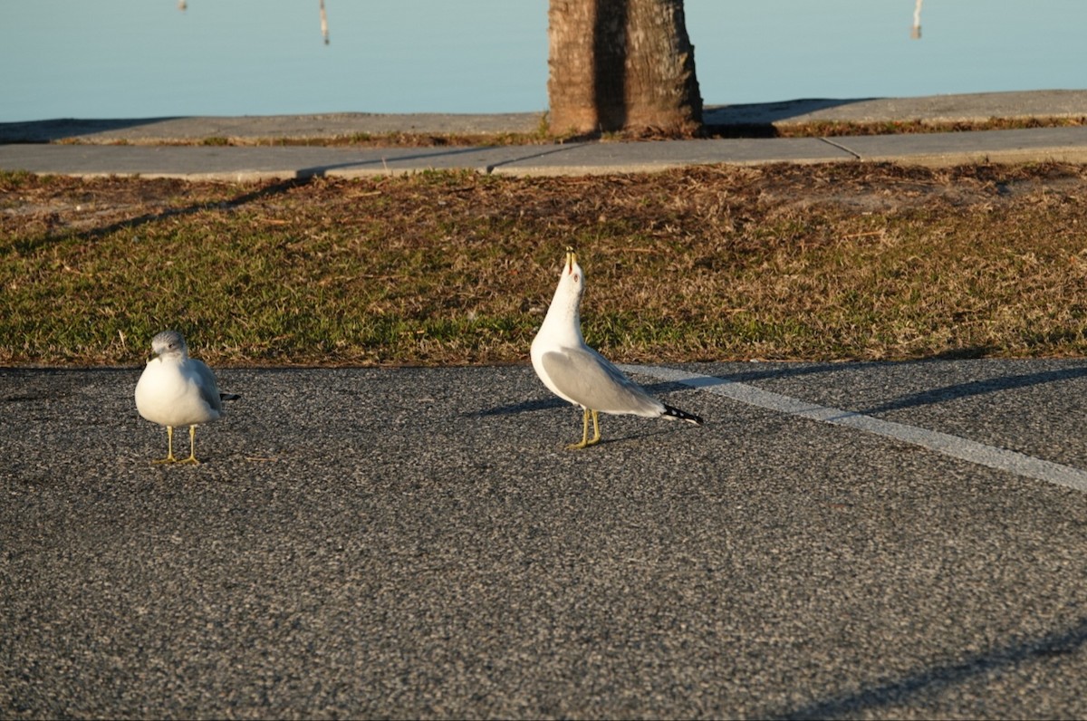 Ring-billed Gull - ML299744891