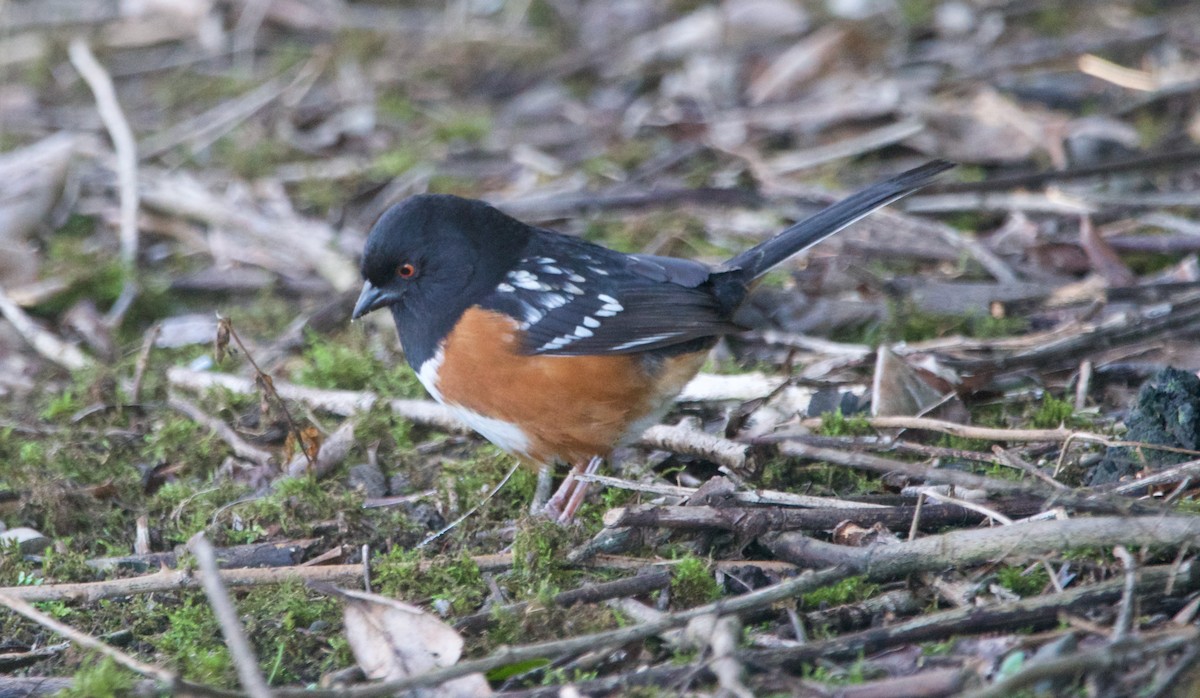 Spotted Towhee - Kevin Scaldeferri