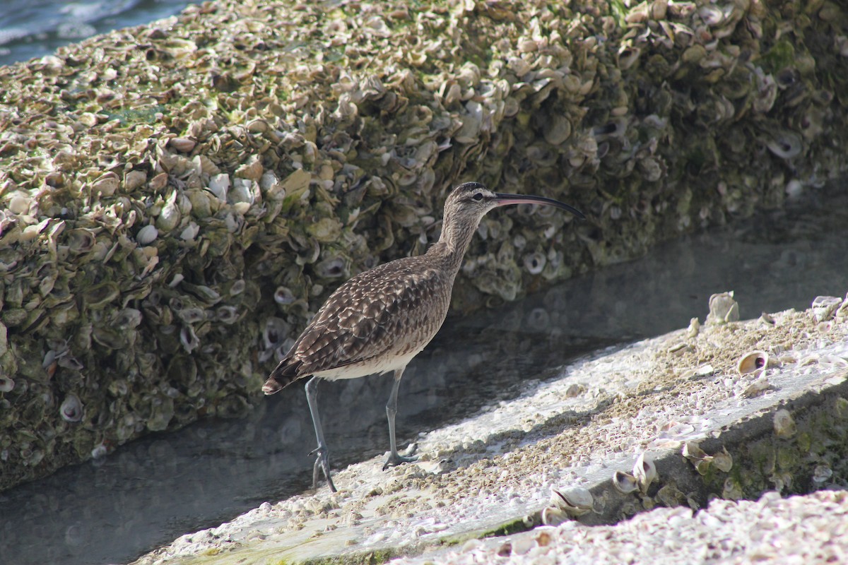 Hudsonian Whimbrel - ML299745101