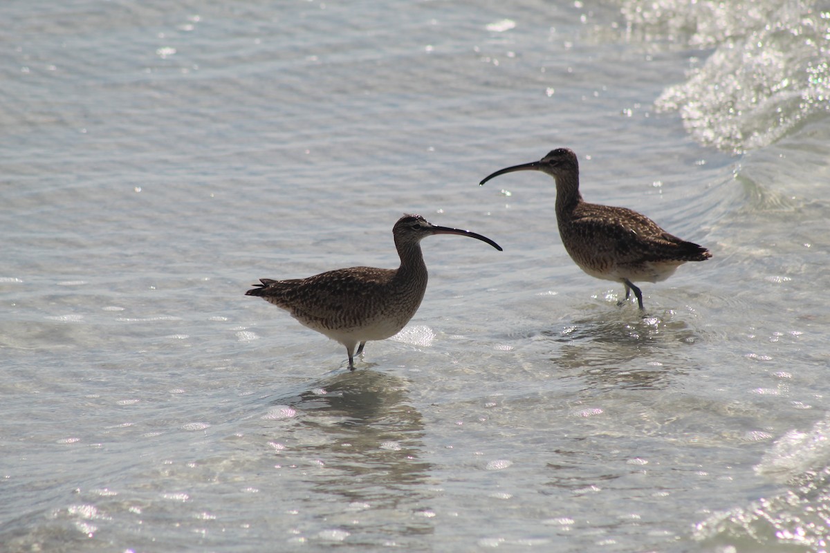 Hudsonian Whimbrel - ML299745121