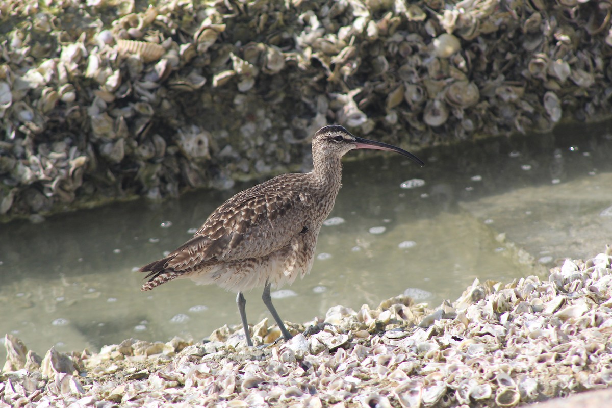 Hudsonian Whimbrel - ML299745131