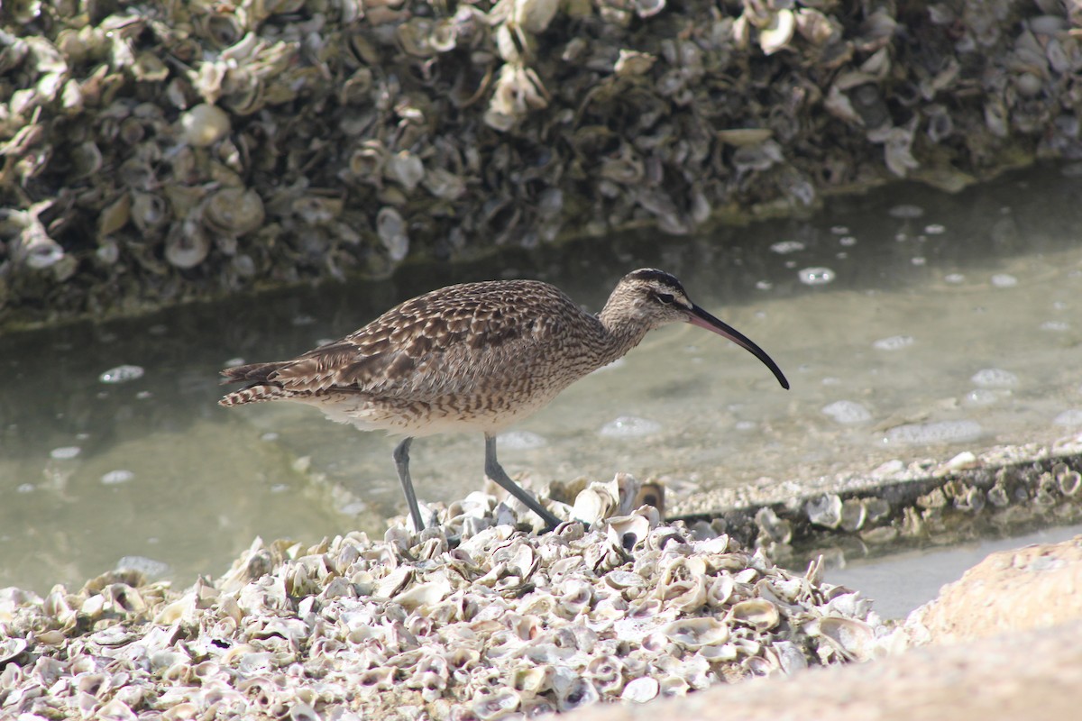 Hudsonian Whimbrel - ML299745141