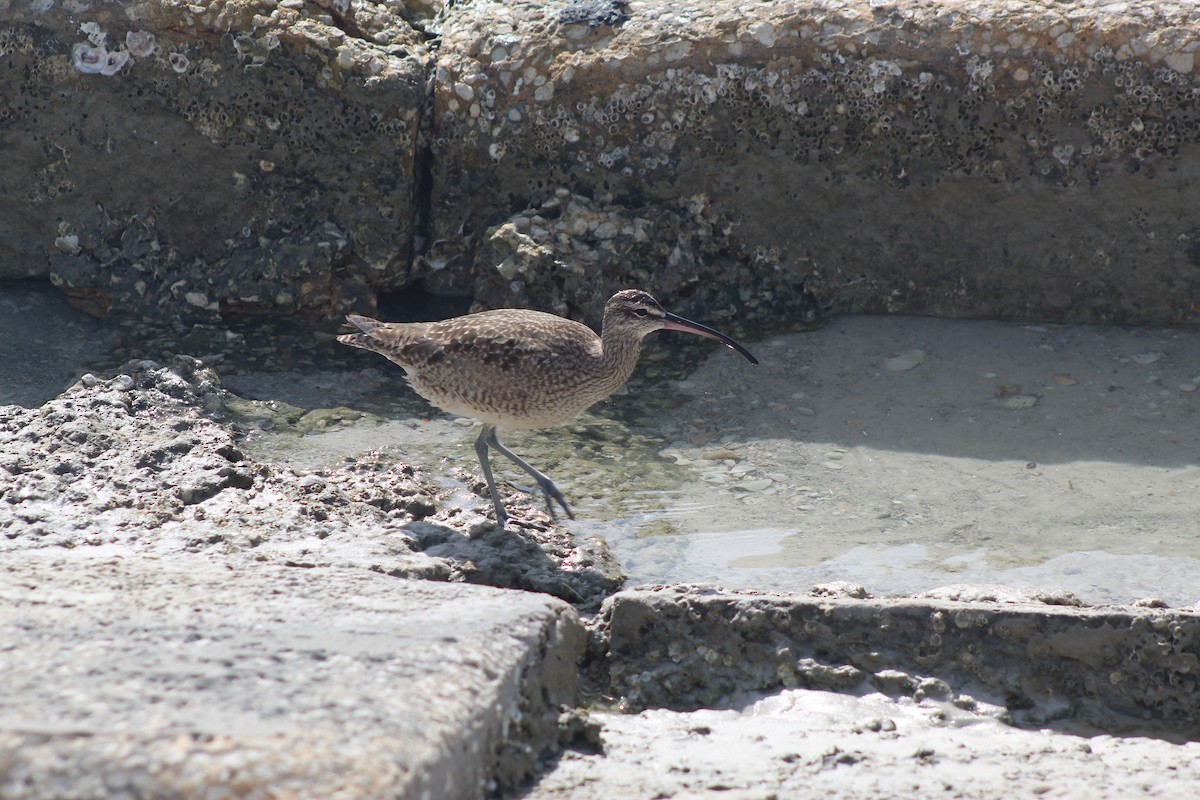 Hudsonian Whimbrel - ML299745151