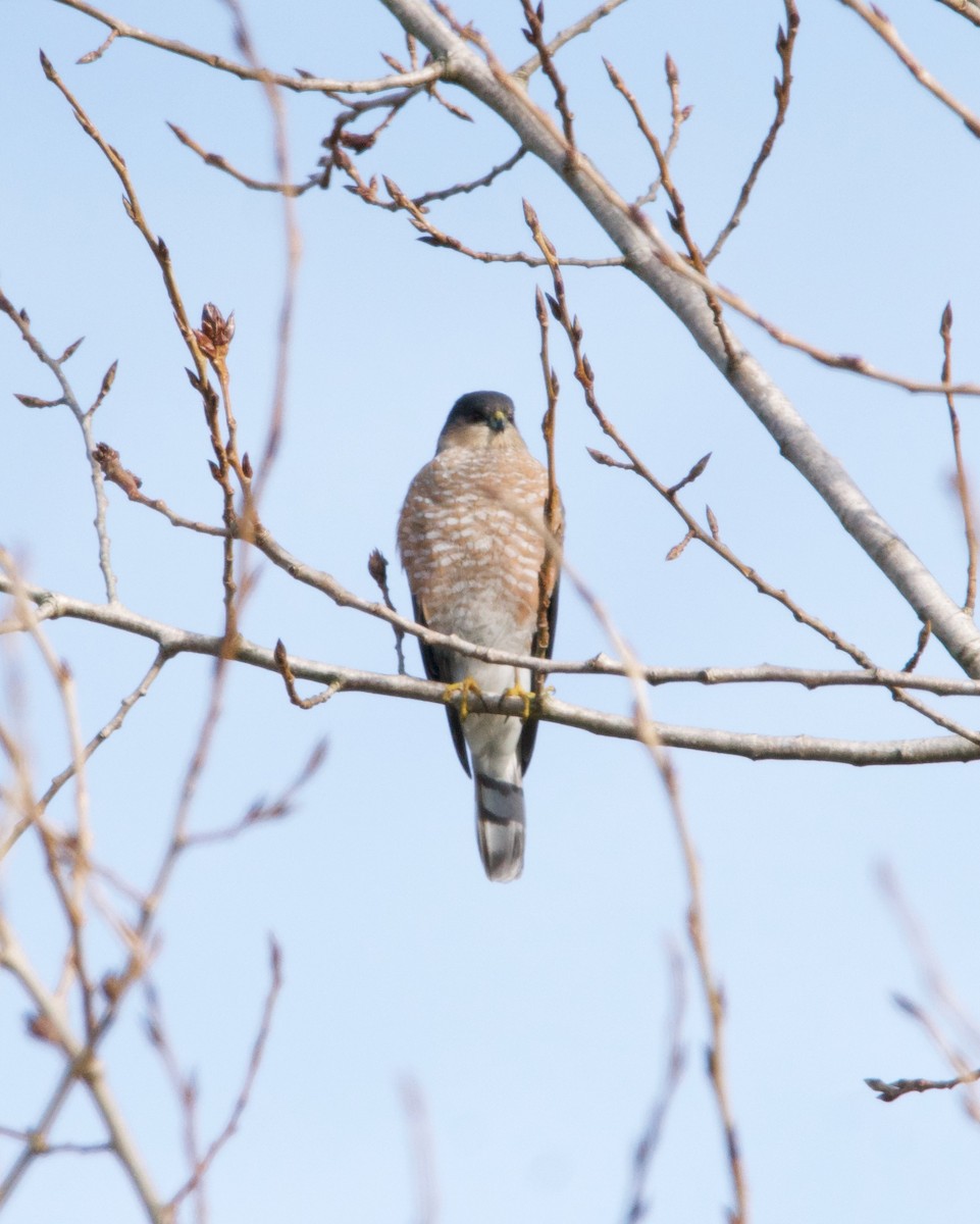 Sharp-shinned Hawk - ML299745721