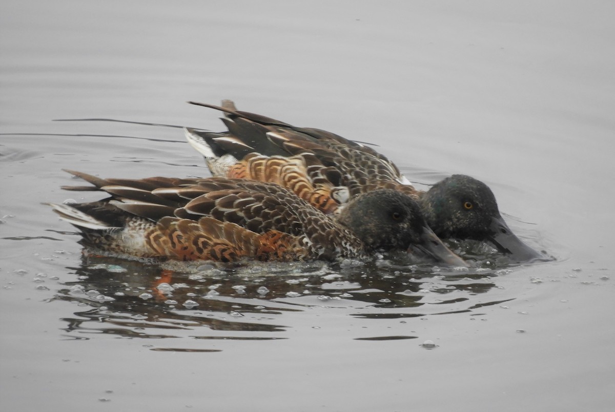 Northern Shoveler - Laura Markley