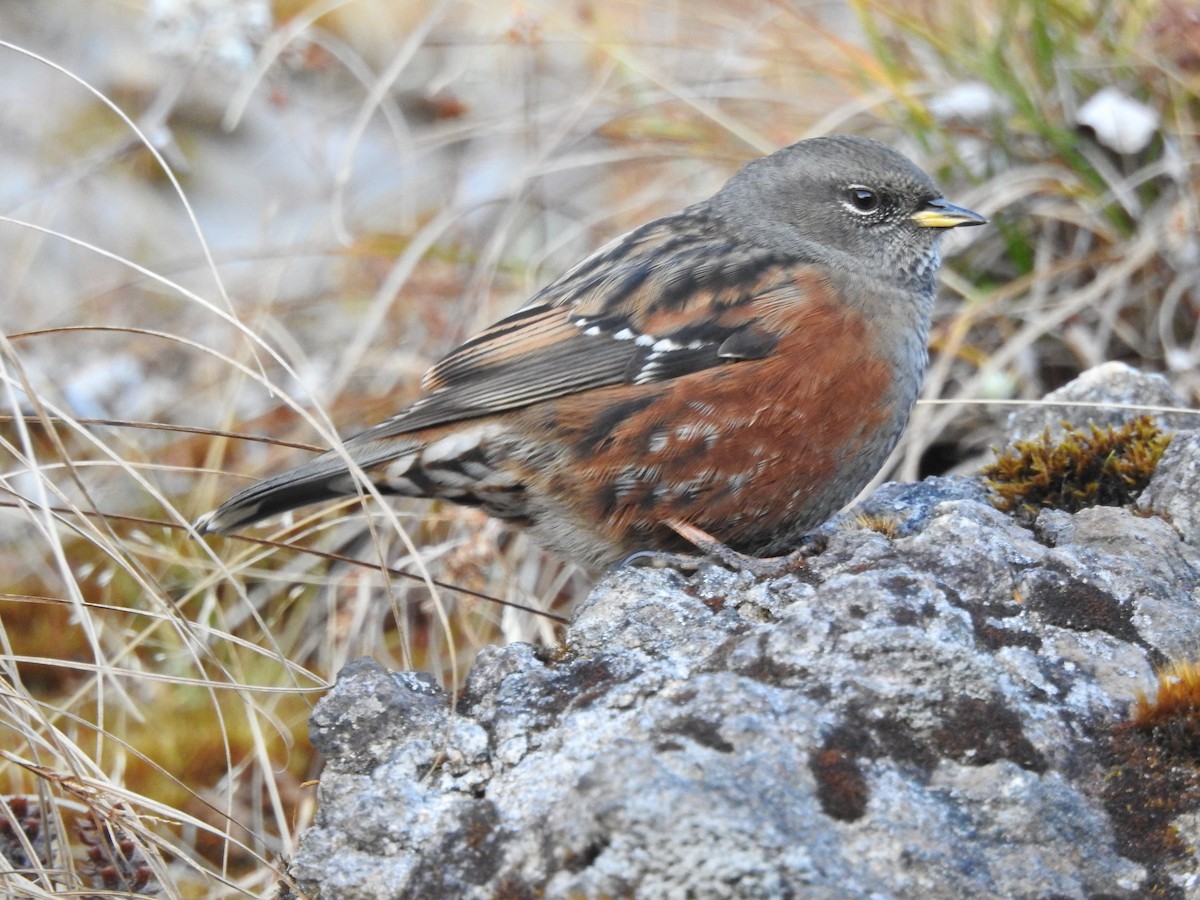 Alpine Accentor - ML299745941