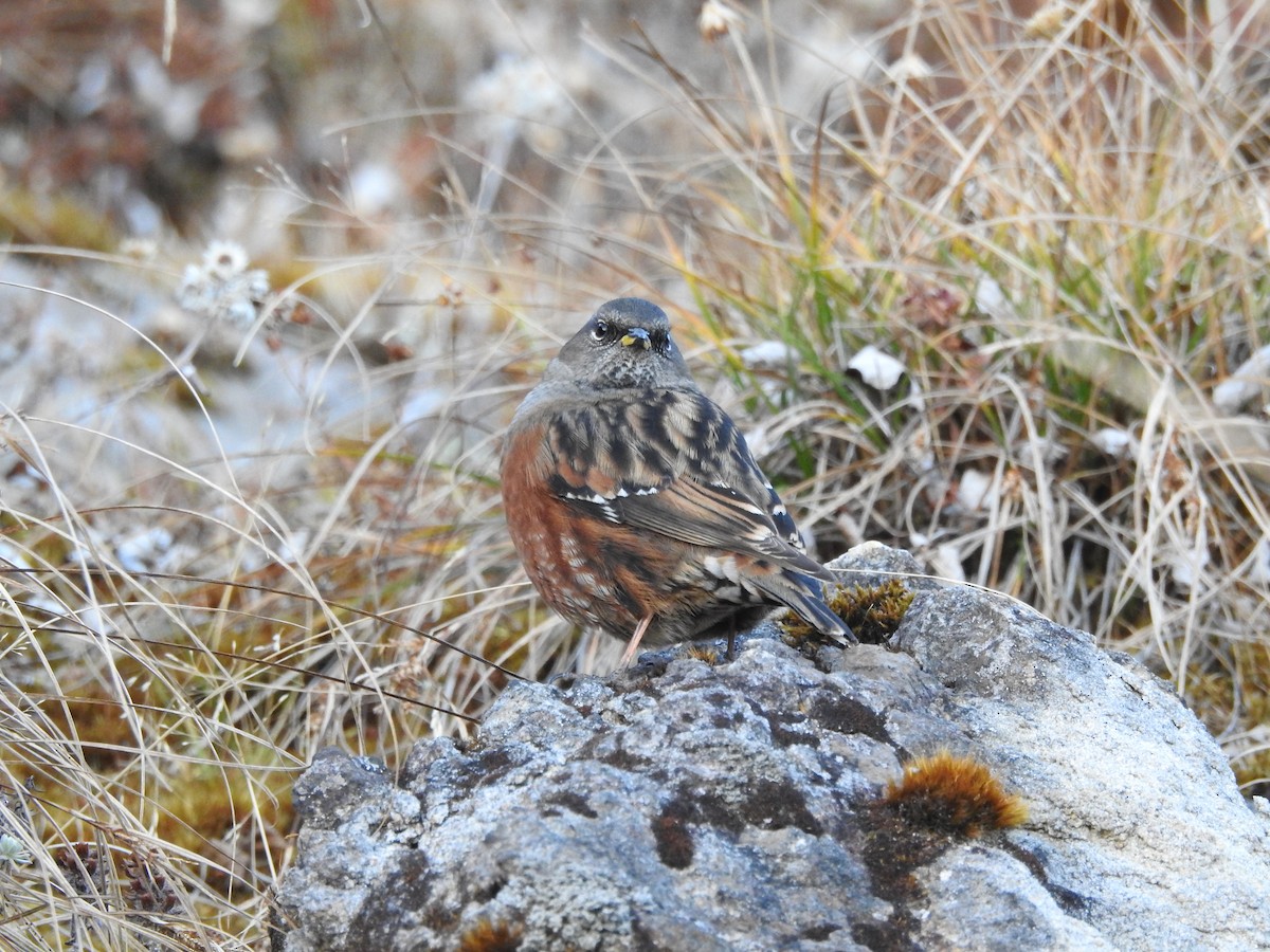 Alpine Accentor - ML299745971