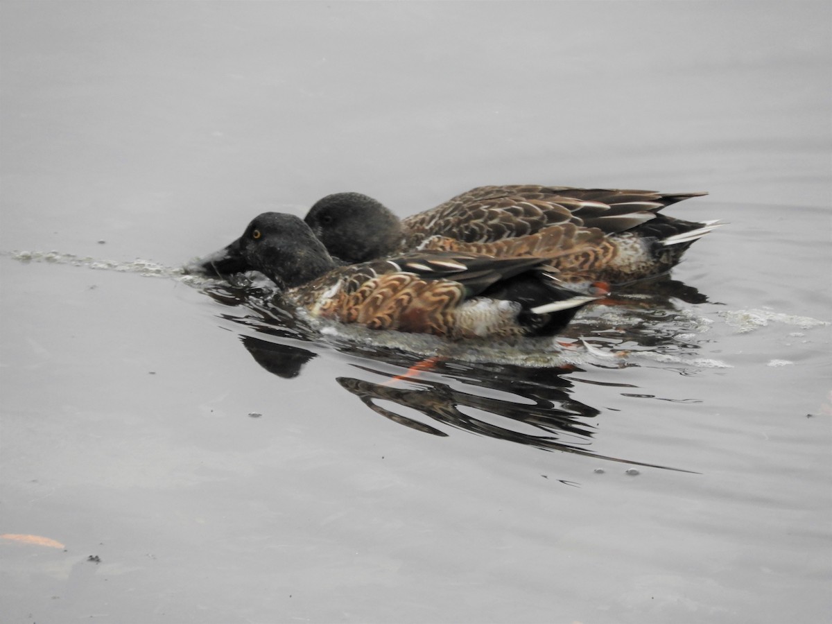 Northern Shoveler - ML299746001