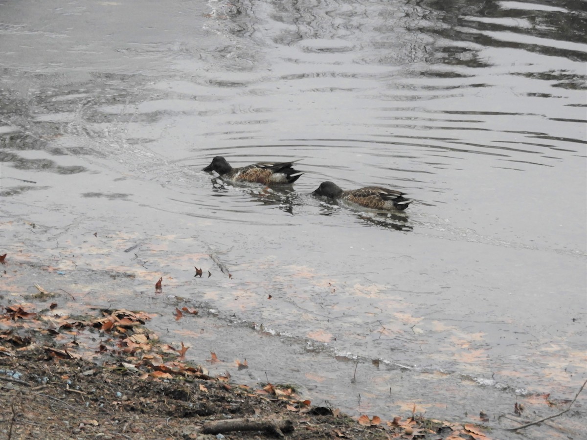 Northern Shoveler - ML299746391