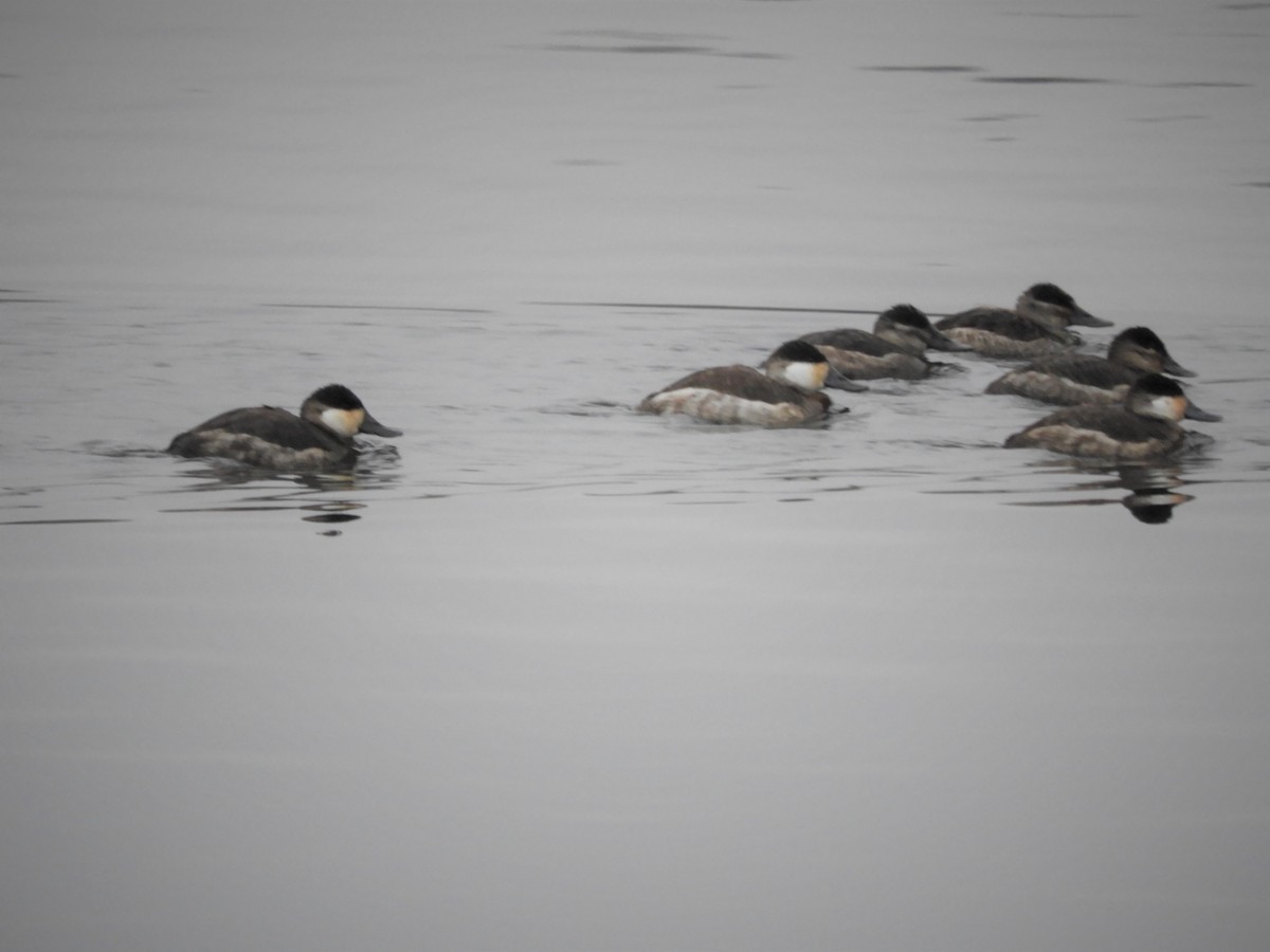 Ruddy Duck - ML299746781