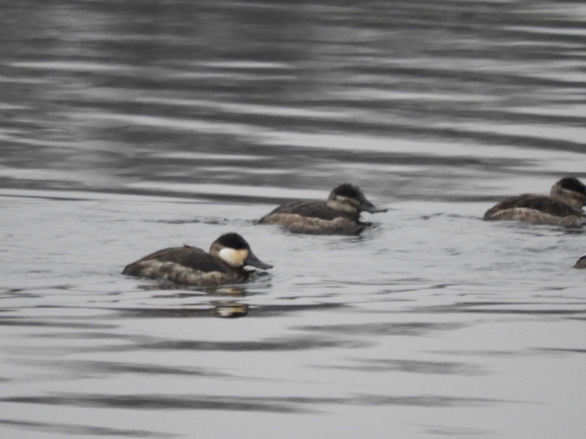 Ruddy Duck - ML299746921