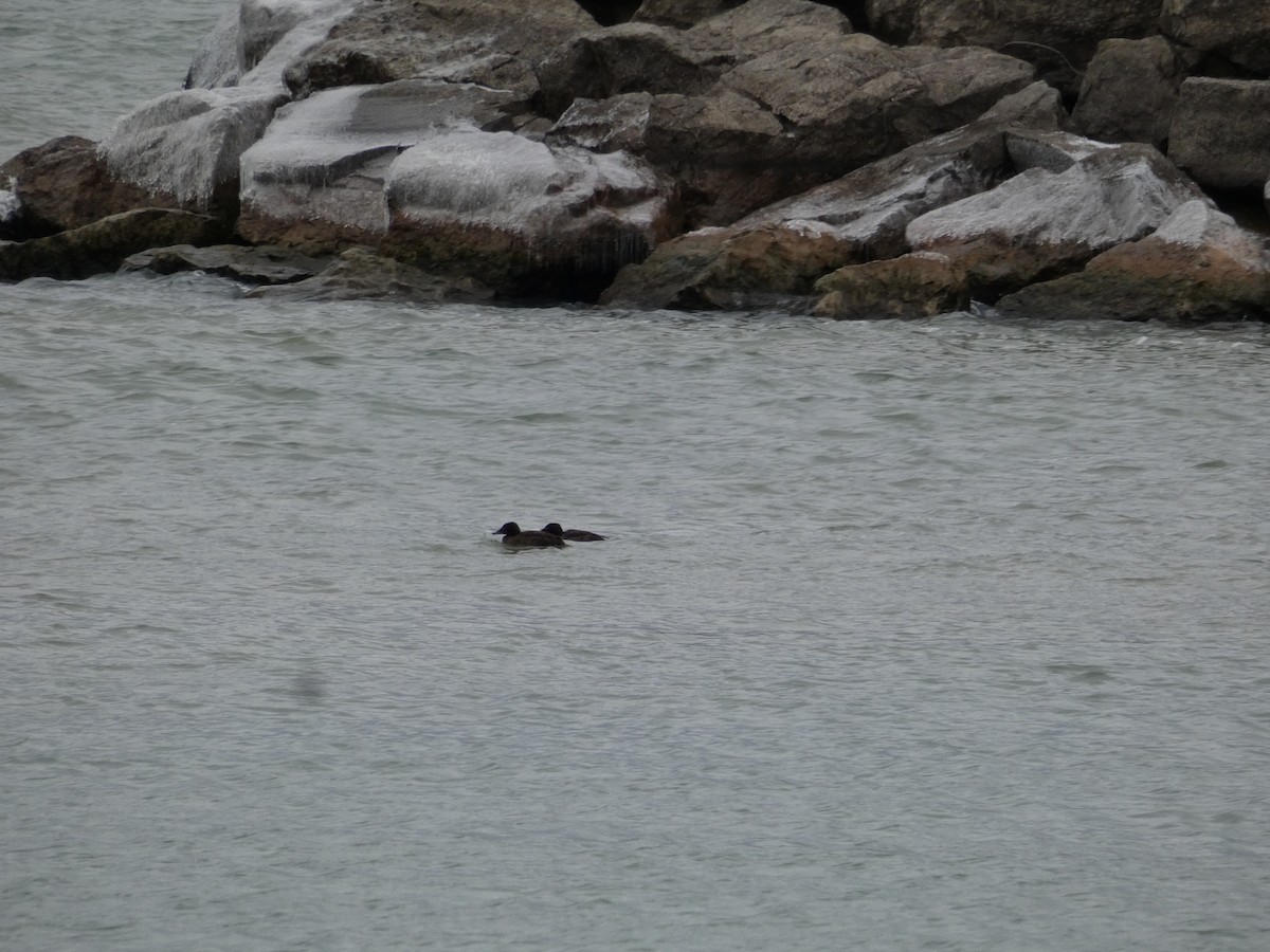 White-winged Scoter - ML299749321