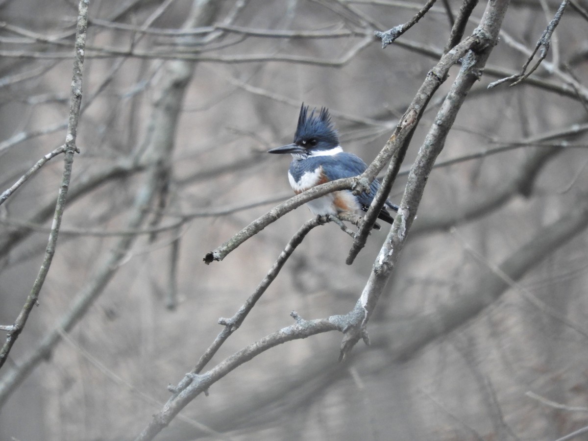 Belted Kingfisher - ML299751531