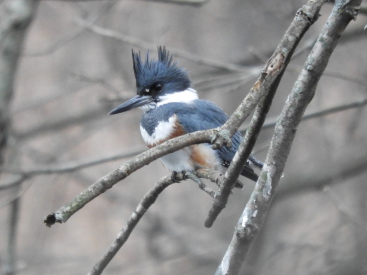 Belted Kingfisher - ML299751591