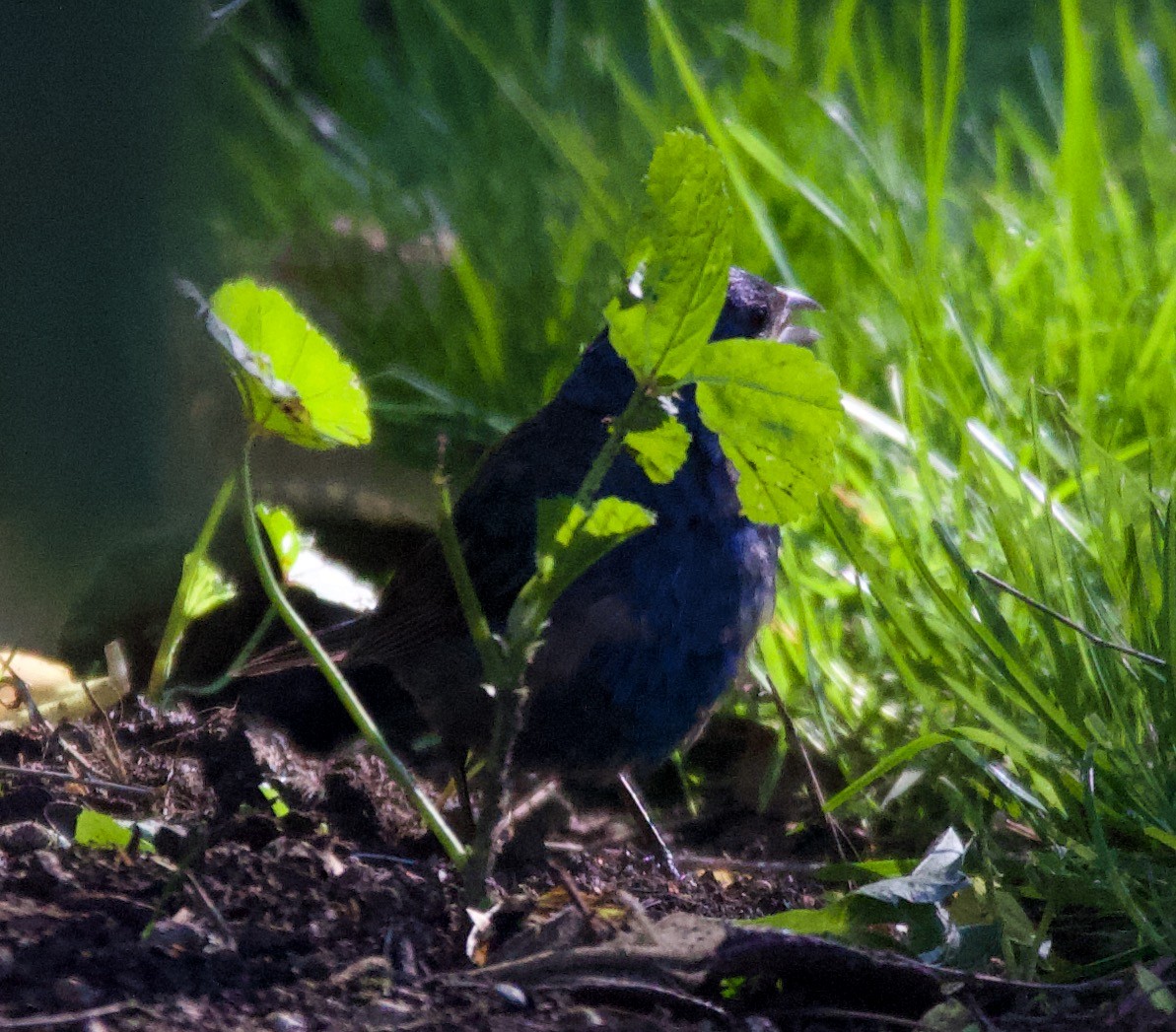 Indigo Bunting - ML299753881