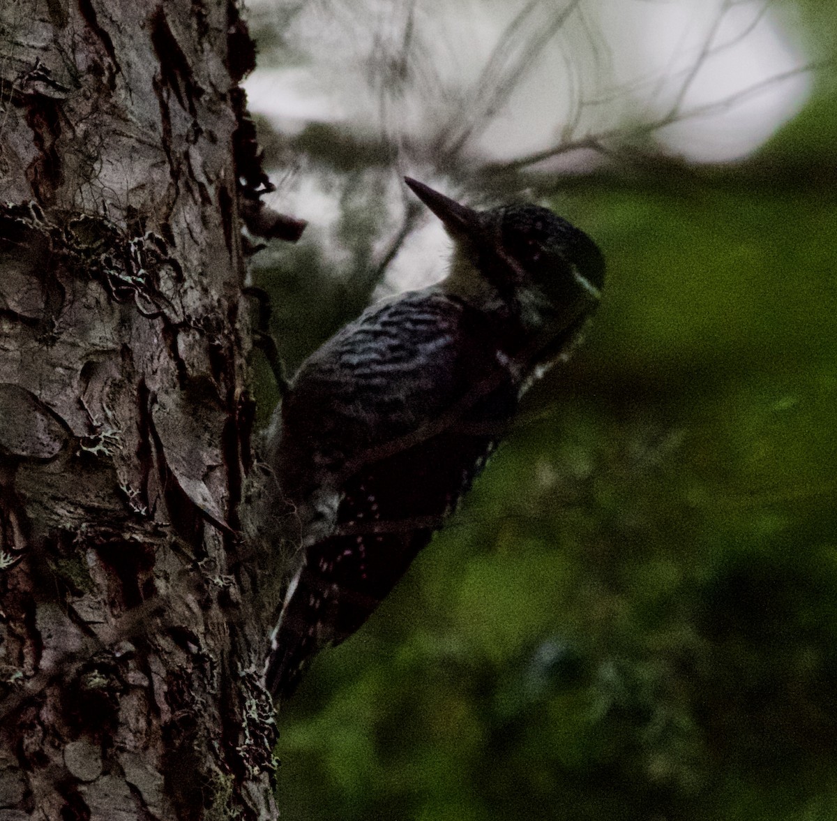 American Three-toed Woodpecker - ML299756201