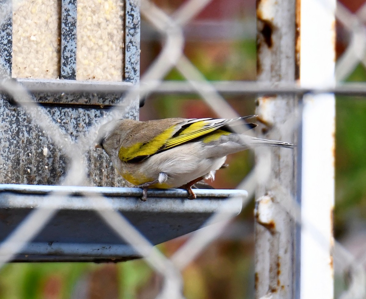 Lawrence's Goldfinch - ML299756811