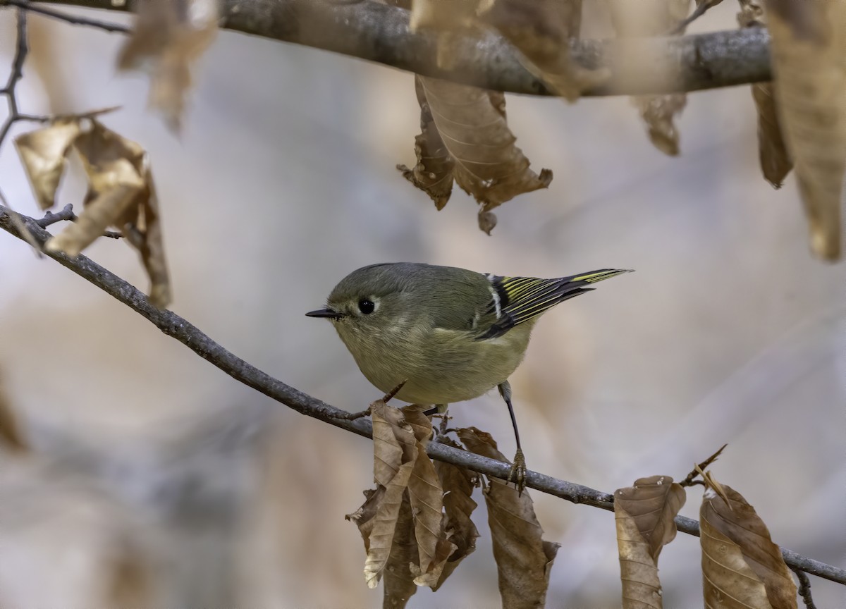 Ruby-crowned Kinglet - ML299759121