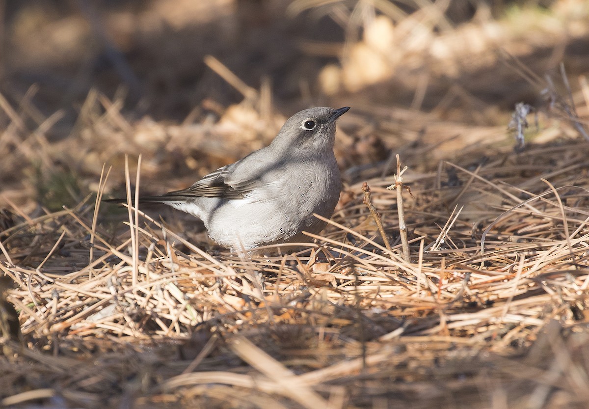 Townsend's Solitaire - ML299759361