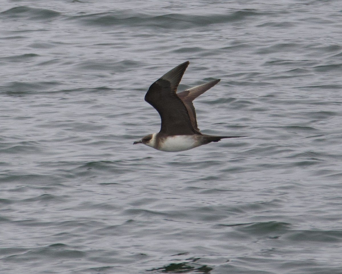 Parasitic Jaeger - ML299759681