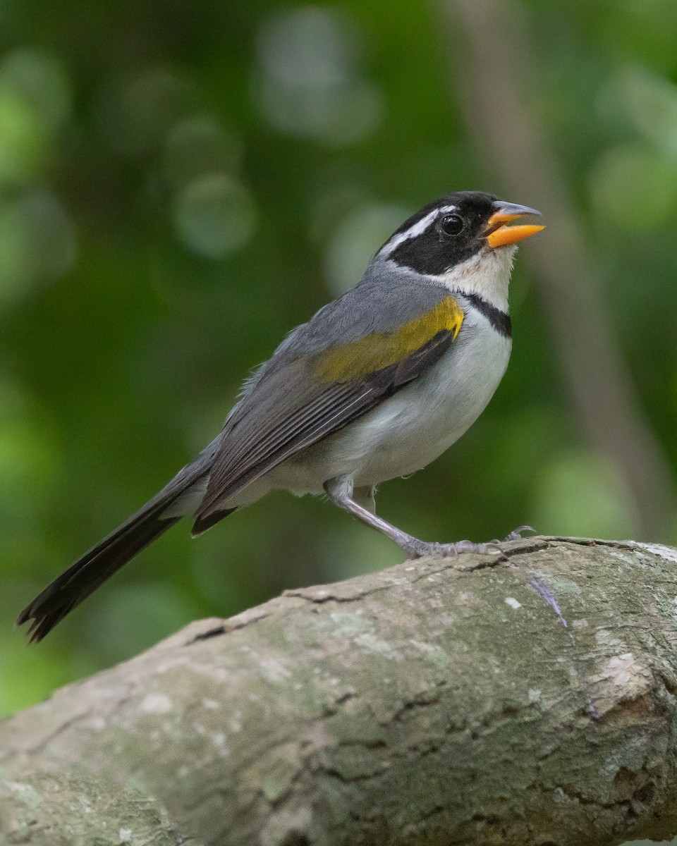 Saffron-billed Sparrow - ML299759761