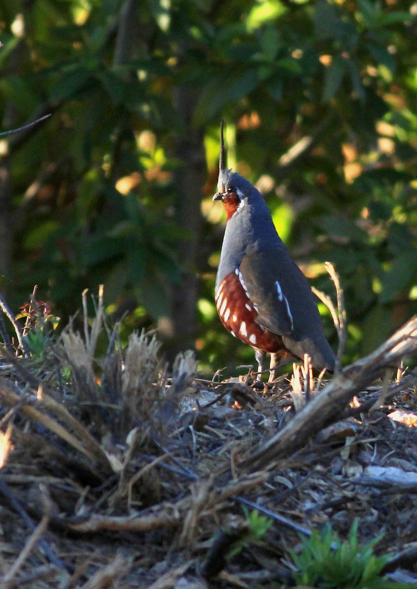 Mountain Quail - Paul Fenwick