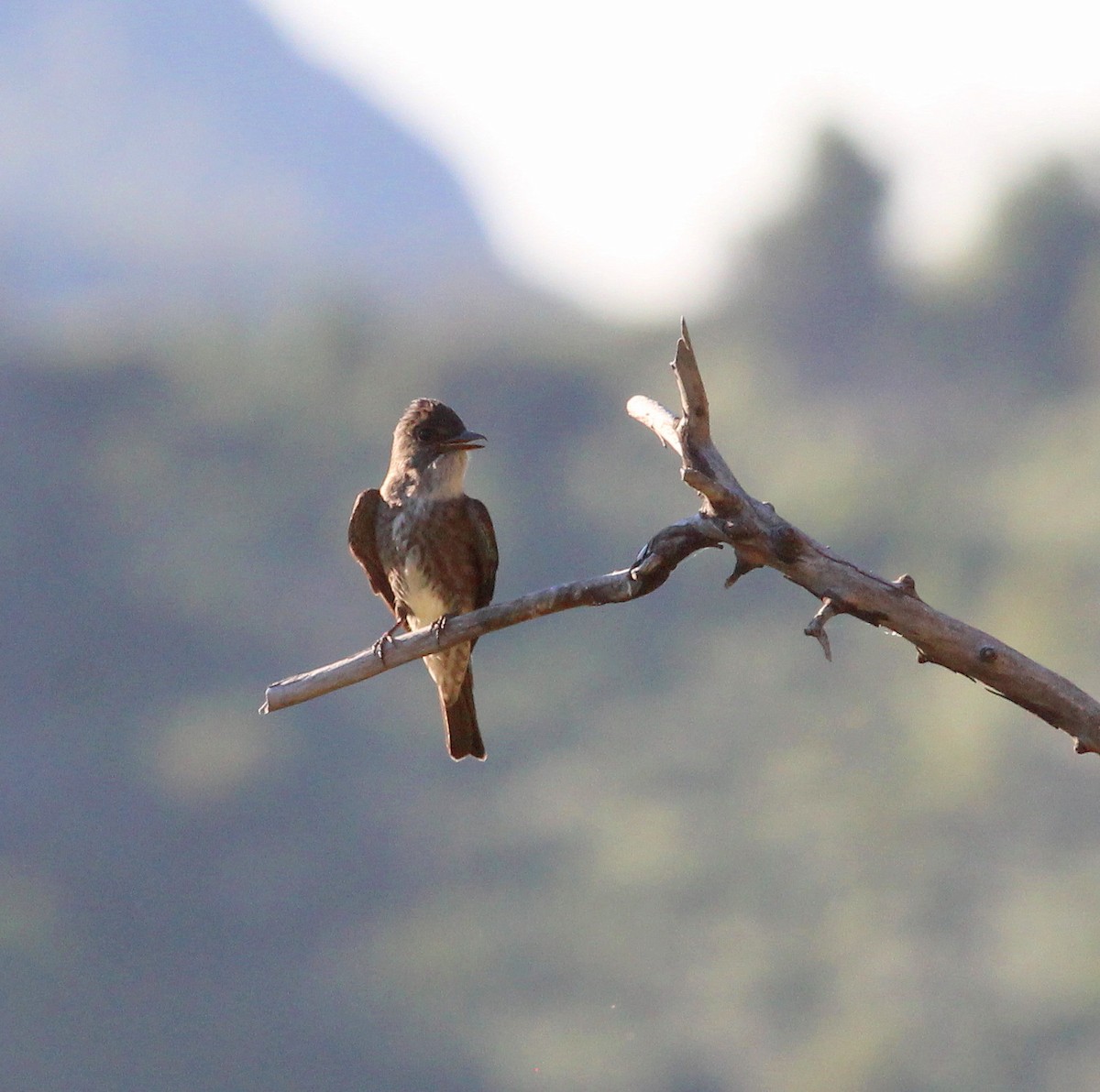 Olive-sided Flycatcher - ML29976021