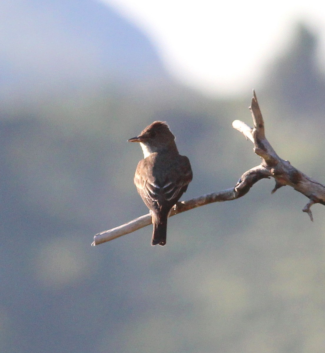 Olive-sided Flycatcher - ML29976031