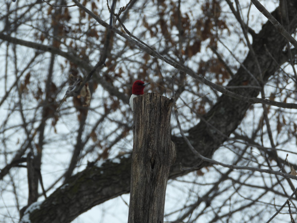 Red-headed Woodpecker - ML299760681