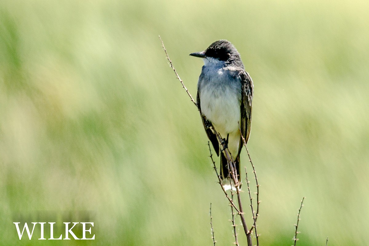 Eastern Kingbird - ML29976281