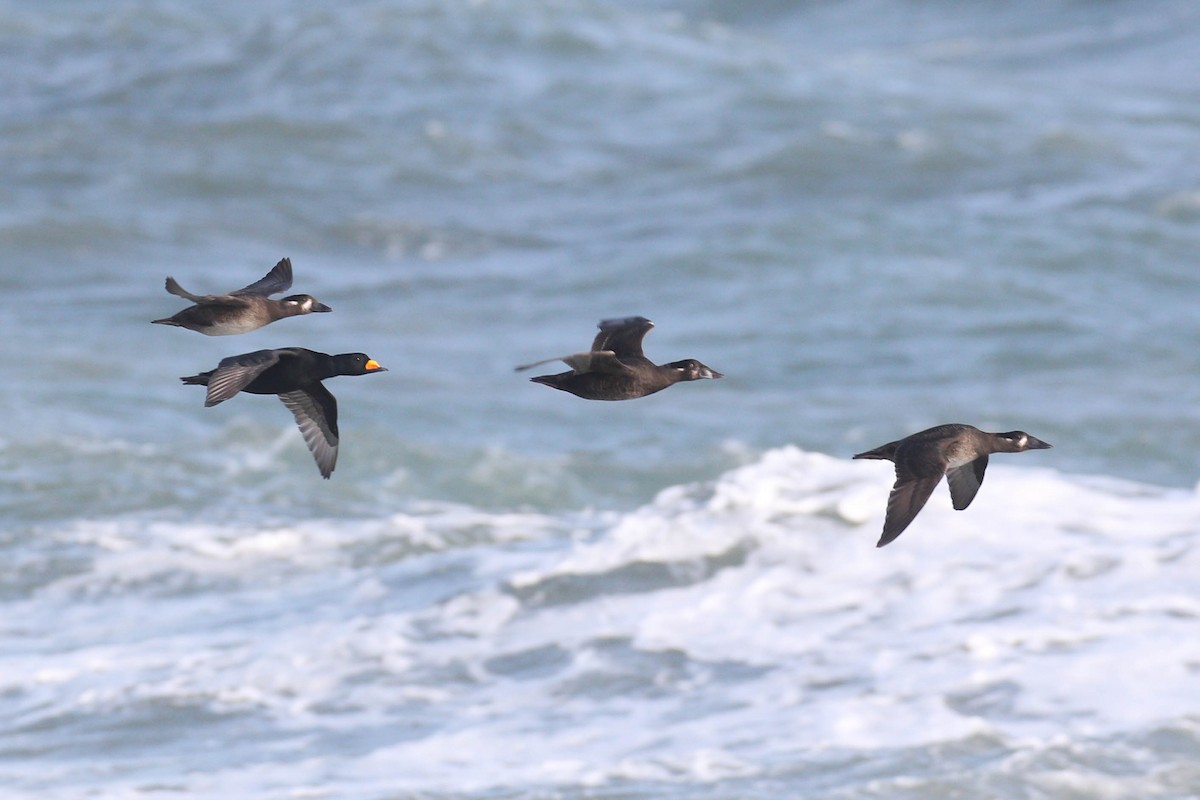 Surf Scoter - ML299763511