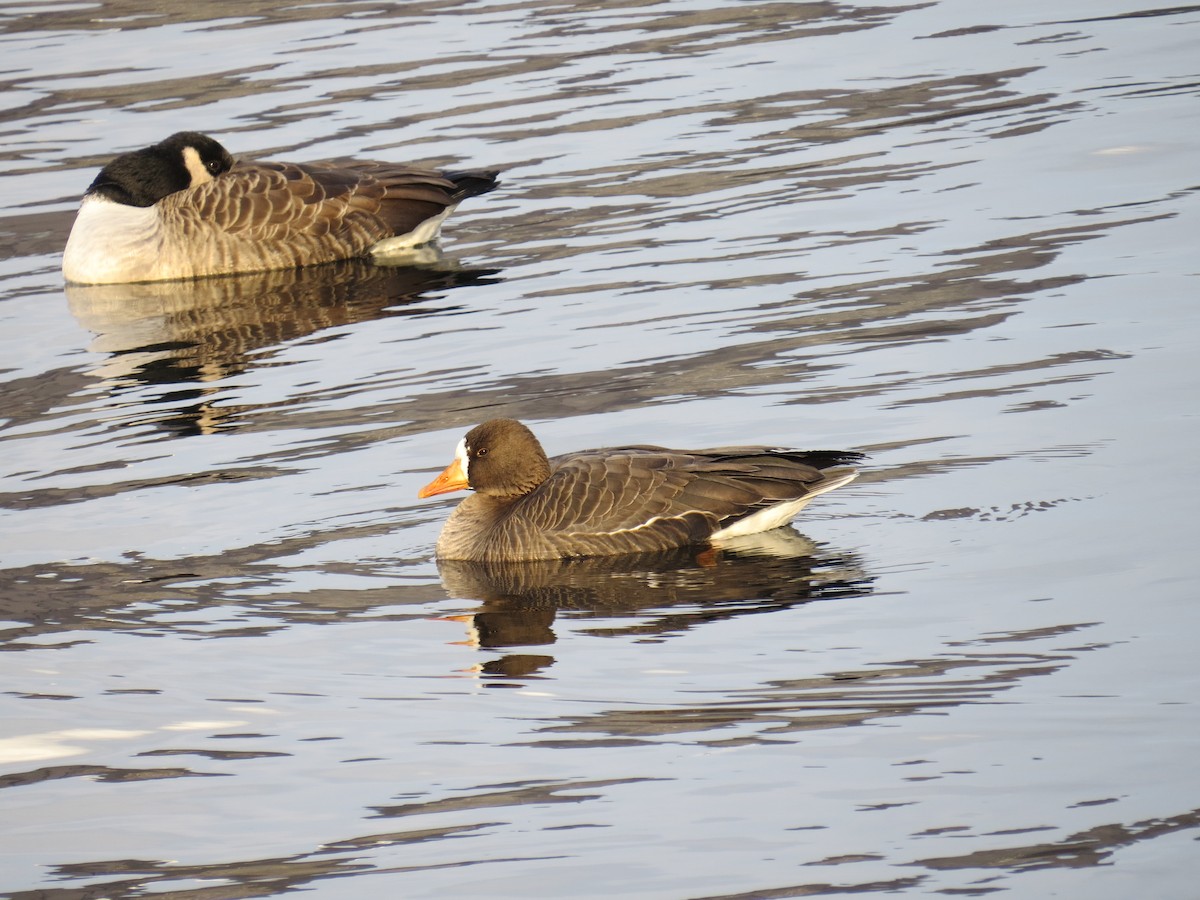 Greater White-fronted Goose - ML299763641