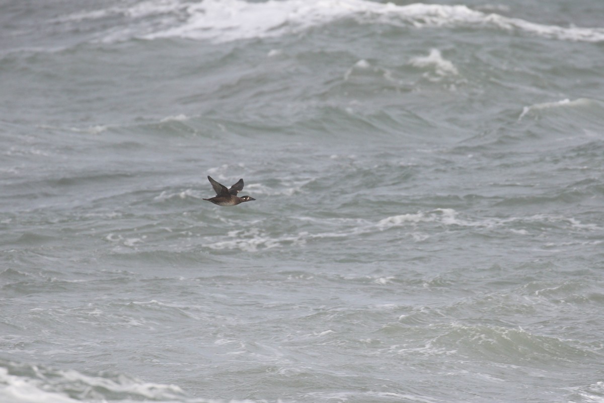 Surf Scoter - ML299763811