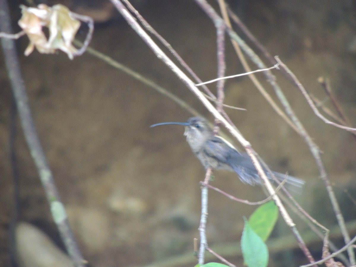 Sooty-capped Hermit - ML299764051