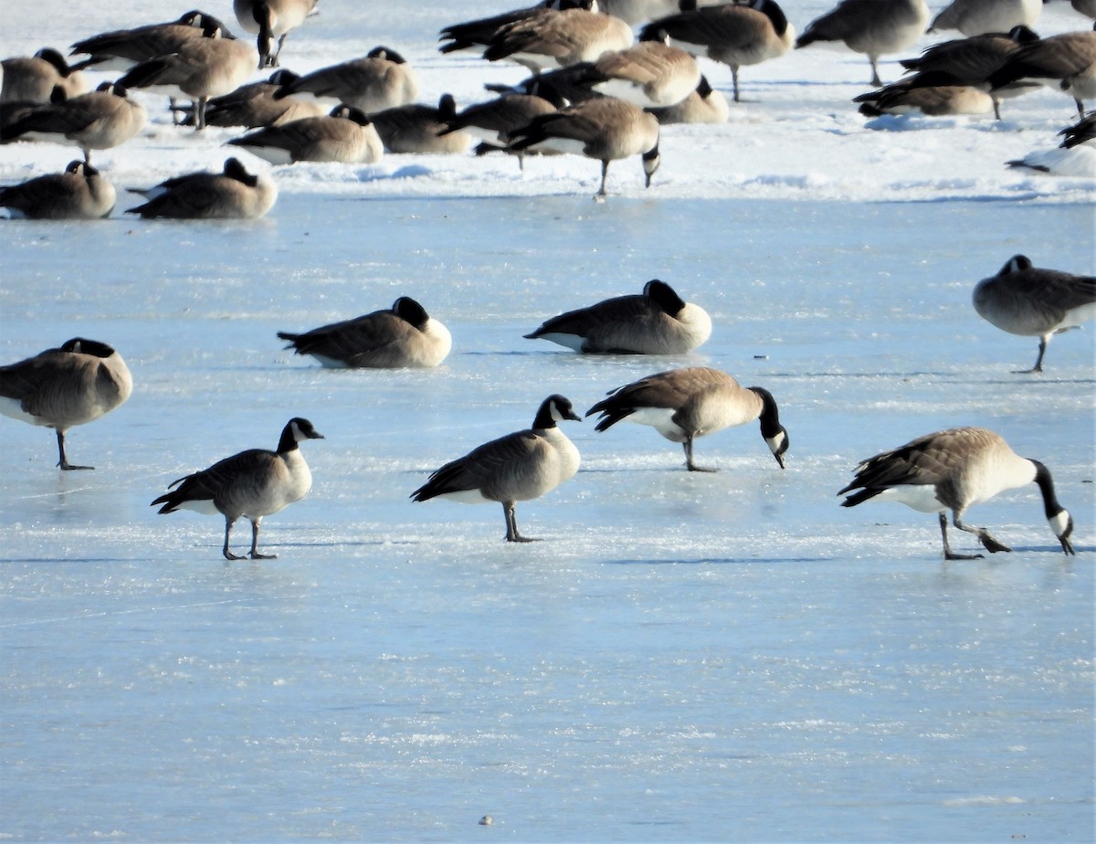 Cackling Goose - Lori Shuler