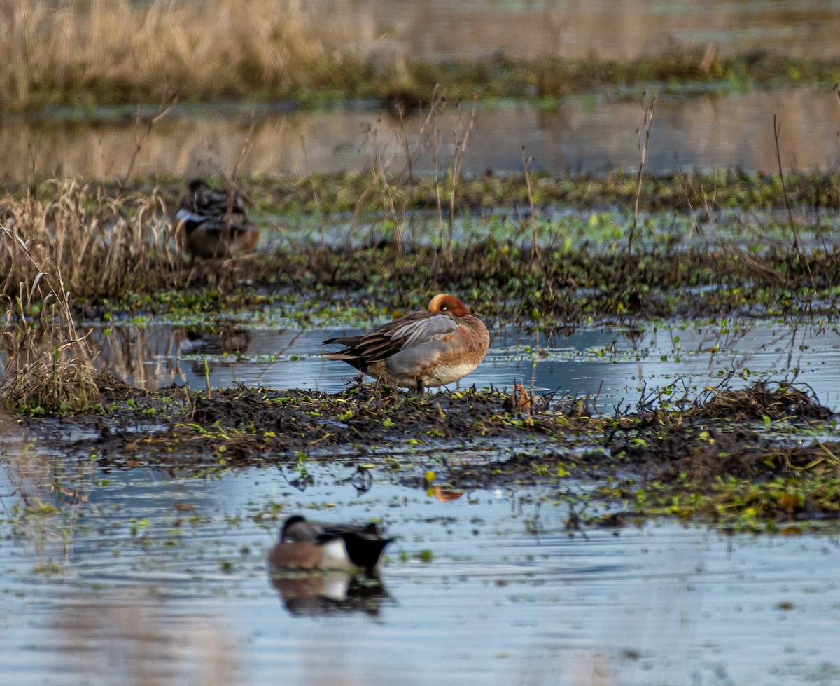 Eurasian Wigeon - ML299765851