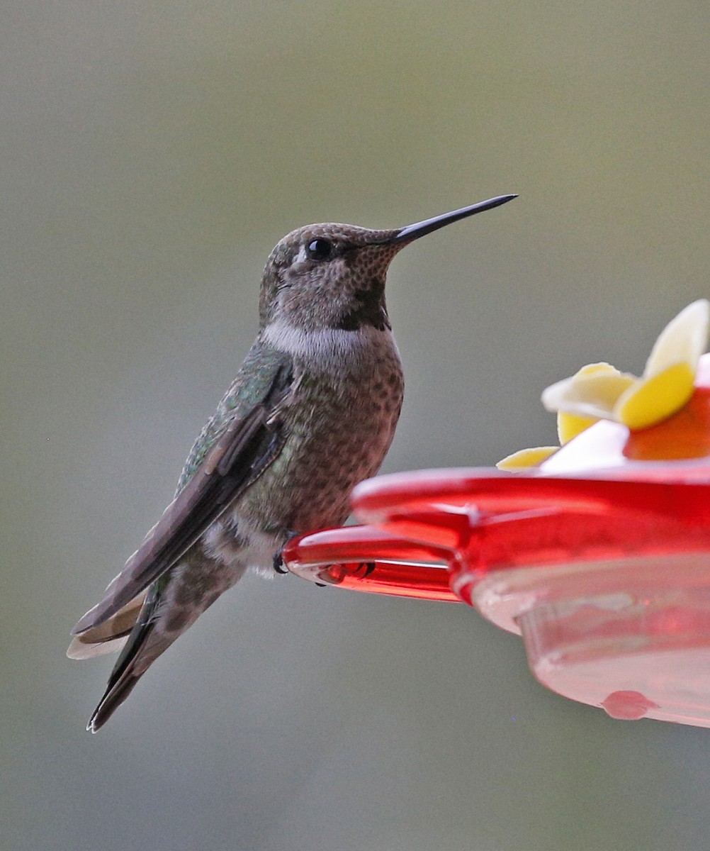 Anna's Hummingbird - ML299767151