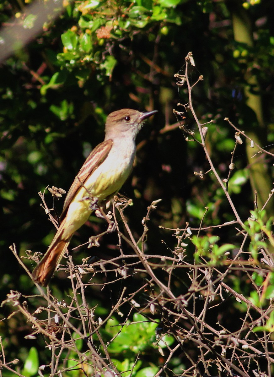 Ash-throated Flycatcher - ML29976831