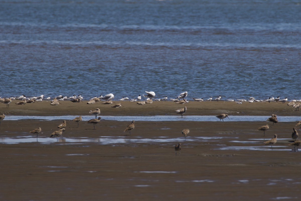 Common Tern - ML299768791