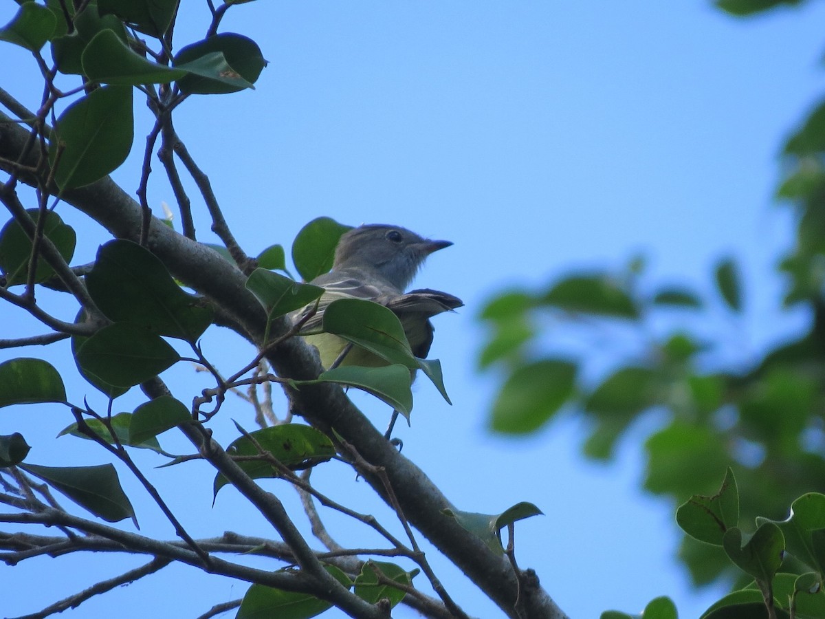 Yellow-bellied Elaenia - Urias Edgardo  Gonzalez Carreño