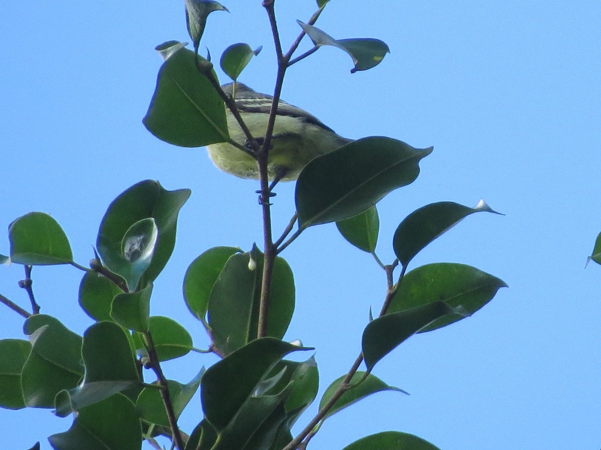 Yellow-bellied Elaenia - Urias Edgardo  Gonzalez Carreño