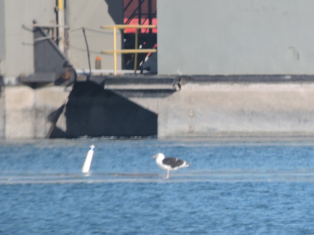 Great Black-backed Gull - ML299768931