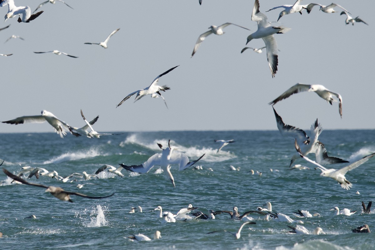 Northern Gannet - ML299769201